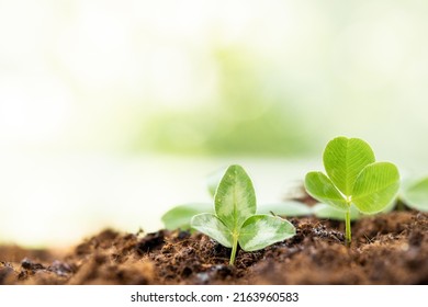 Small Tree Growing On Soil In Garden With Sunshine. Eco