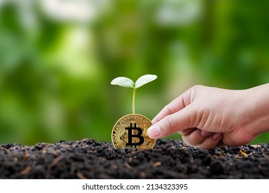 A Small Tree Growing Out Of A Crypto Coin On The Ground And The Leap Forward Concept Of Digital Infrastructure.