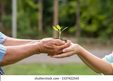 A small tree growing with soil forwarded or delivered between the hands of the elderly and children with the green forest background. Showed the care for the environment with sustainable development.