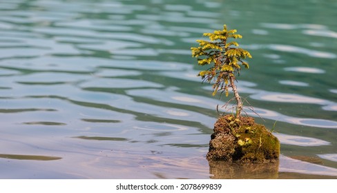 A small tree grows against the odds setting roots up alone in the middle of a lake. Small spruce tree growing in the middle of mountain lake. travel photo, selective focus, nobody, copy space for text