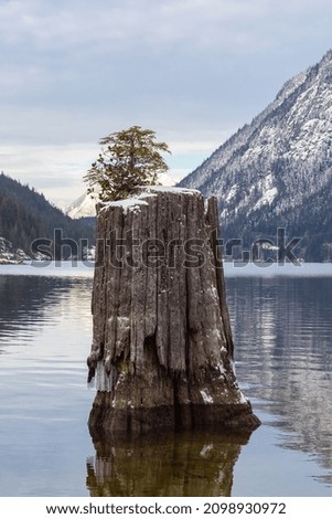A small tree grows against the odds setting roots up alone in the middle of a lake. Small new tree growing out of dead tree trunk in the middle of mountain lake. travel photo, selective focus, nobody