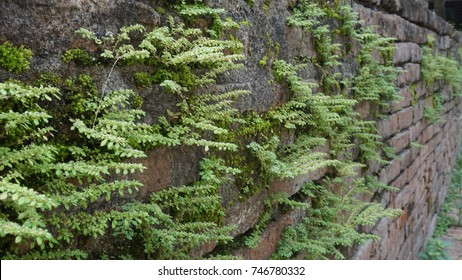 Small tree grows from the joints of old weathered brick wall.