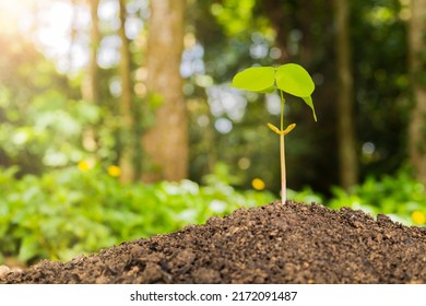 A Small Tree And Hands Are Planting Trees Tenderly.