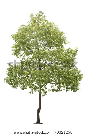 Small Tree Isolated On White Stock Photo (Edit Now) 70821250 - Shutterstock