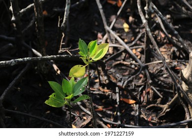 small tree in mangrove forest