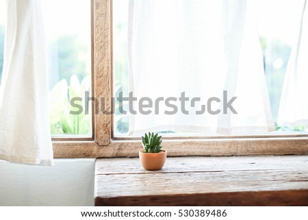 Small tree near the window