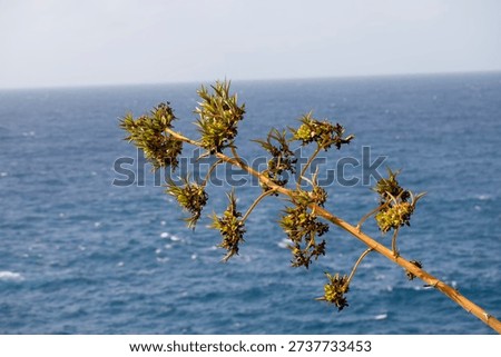 A small tree on the cliff is bent by the gusts of wind that have been blowing for days on end.