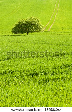 Similar – Getreidefeld mit Fahrspuren