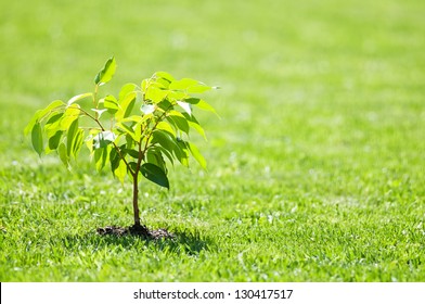 Small Tree On Green Lawn