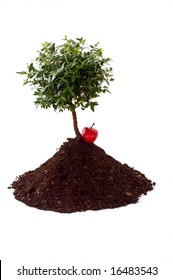 Small Tree On Pile Of Soil And An Apple  Isolated On White