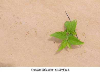 Small tree on sandy soil after rain - Shutterstock ID 671396635