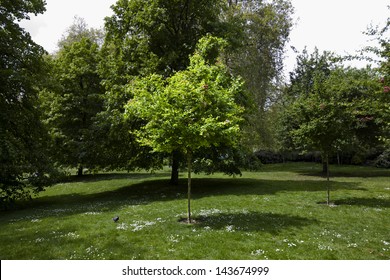 Small Tree In The Park Spot Lit By Sun