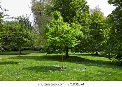 Small Tree In The Park Spot Lit By Sun