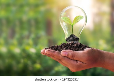 A small tree planted in an energy-saving light bulb in the hands of a young woman, the concept of energy saving, renewable energy and environmentally friendly. - Powered by Shutterstock