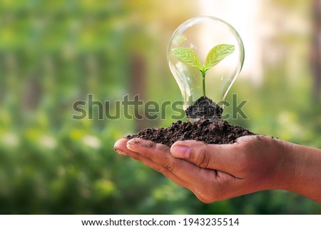 A small tree planted in an energy-saving light bulb in the hands of a young woman, the concept of energy saving, renewable energy and environmentally friendly.