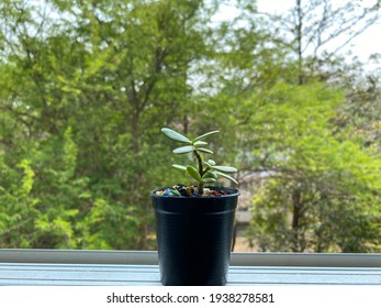 A small tree in a small pot