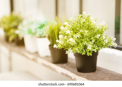 Small tree pot Many placed on the shelves. Home decoration