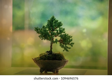 Small tree in a pot on the table,concept gardening in the office,love earth ,and green world