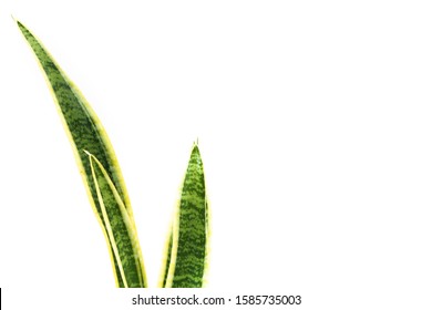 Small tree in a pot, top view. Granular fertilizer.