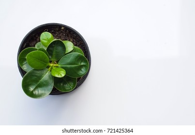 Small Tree In A Pot, White Background,top View.