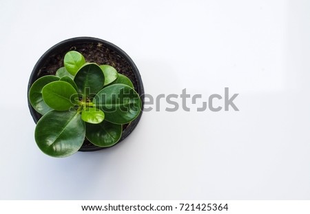 Small tree in a pot, white background,top view.
