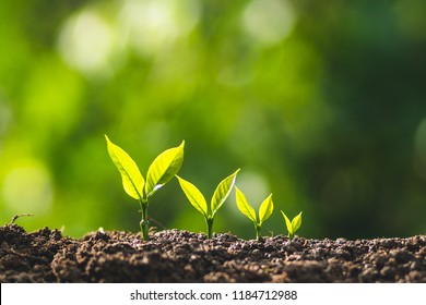 small tree sapling Coffee tree Care by hand Natural evening background
 - Shutterstock ID 1184712988