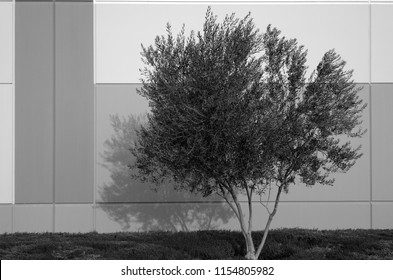 A small tree with shadow on building wall (monochrome image).