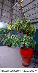 A Small Tree, In A Showroom At The Indonesian Jakarta Restaurant, On January 1, 2022