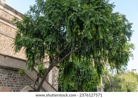 a small tree in a side of a building in India