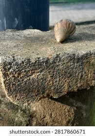 A small tree snail is floating slowly on the paving block arrangement outside.