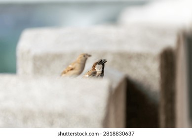 Small tree sparrows resting on a concrete fence with soft background highlighting urban wildlife natural behavior and peaceful outdoor environment
