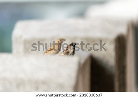 Small tree sparrows resting on a concrete fence with soft background highlighting urban wildlife natural behavior and peaceful outdoor environment