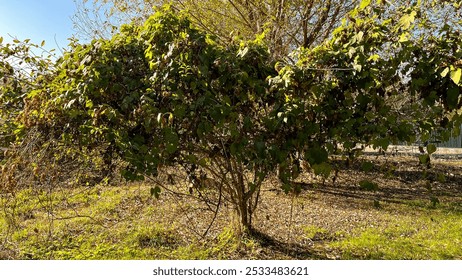 A small tree standing in the forest. Its slender trunk and delicate branches are fringed with bright green leaves that sway gently in the light breeze