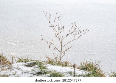 A small tree is standing in the snow. The tree is bare and has no leaves. The snow is covering the ground and the tree is surrounded by grass. The image has a peaceful and serene mood