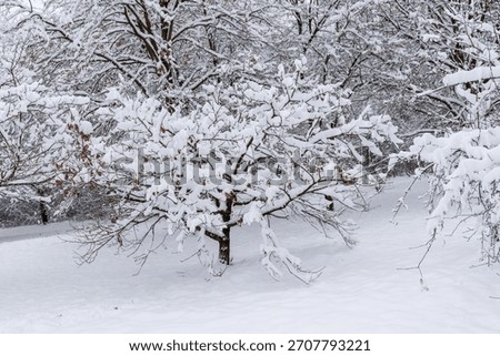 A small tree stands fully covered with deep snow, forming gentle rounded shapes and natural winter textures. The scene conveys purity, calm atmosphere and festive seasonal mood ideal for holiday visua