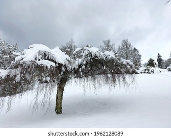 a small tree in the style of a weeping willow, branches hanging down, in winter, a lot of snow, gloomy snow clouds