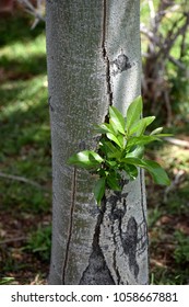 Small Tree Sucker