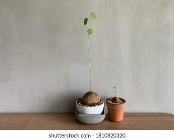 small tree in tiny pot for decoration, Stephania erecta.
