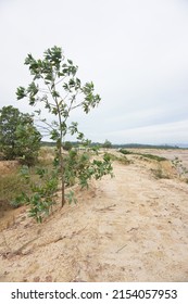 is a small tree in a tropical area that is blown by strong winds, a tree used for replanting mining areas