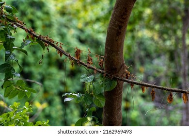 Small Tree Trunk With Vegetation In The Atlantic Forest