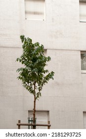 a small tree and a wall