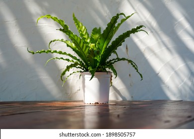 Small tree in white pots placed on the table.