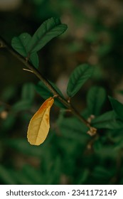 A small tree whose leaves have turned yellow