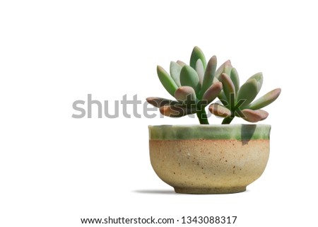 Small trees in ceramic pots isolated on white background with clipping path.littel tree in pots isolated on white background with clipping path.