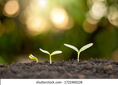 Small trees of different sizes grow on the ground, including green backgrounds, environmental and agricultural concepts.