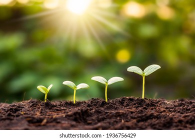 Small trees of different sizes grow on a green background.