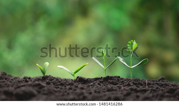 Small trees of different sizes on a green\
background, the concept of environmental stewardship and World\
Environment Day.