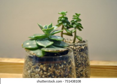 
Small trees in a glass - Shutterstock ID 751438108