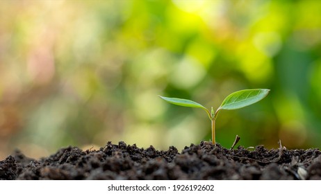 Small trees with green leaves, natural growth, and sunlight, the concept of agriculture, and sustainable plant growth. - Shutterstock ID 1926192602