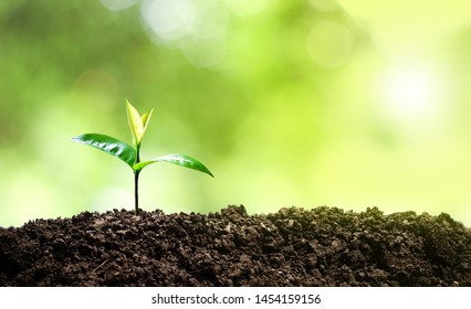 Small trees are growing in the middle of the sun, warm in the morning, the concept of saving the world and reducing global warming.